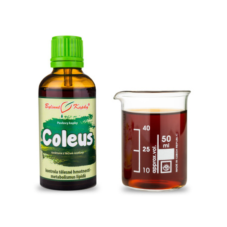 Coleus Tropfen (Tinktur) 50 ml