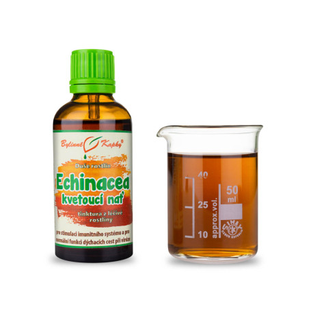 Echinacea Lila Blütenstiel - Kräutertropfen (Tinktur) Pflanzenseele 50 ml