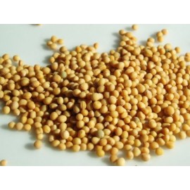 Weiße Senfkörner - Sinapis alba - 1kg ganz