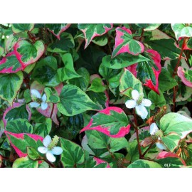 Houttuynia cordata - Houttuynia cordata - 50g gehackt