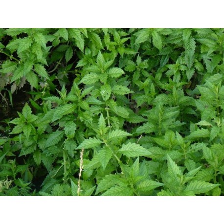 Lycopus europaeus - 100g gemahlen