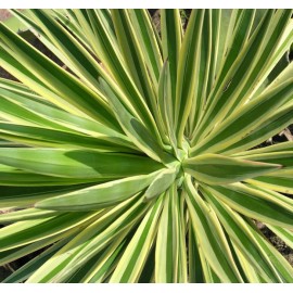 Yucca-Blatt - Yucca aloifolia - 100g gehackt