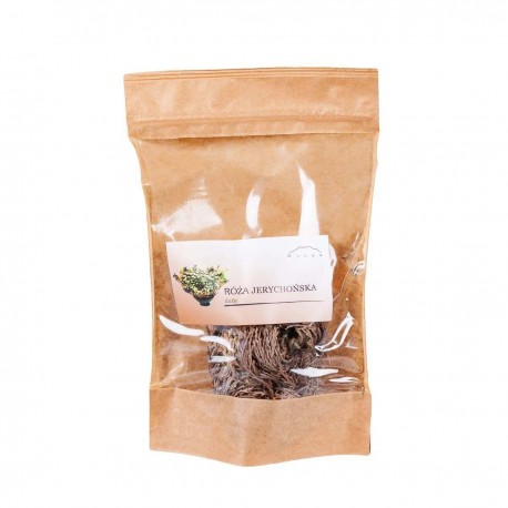 Rose von Jericho - Selaginella lepidophylla - 10x groß