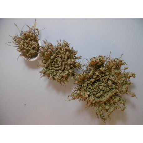 Rose von Jericho - Selaginella lepidophylla - 10x groß