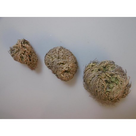 Rose von Jericho - Selaginella lepidophylla - 10x groß