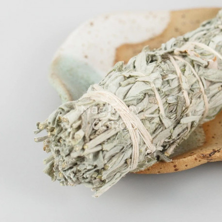 Wermut Strauß klein - Artemisia ludoviciana