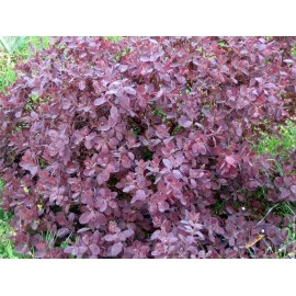 Behaartes Sumach-Blatt - Cotinus coggygria - 1kg gehackt