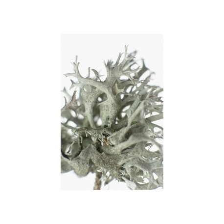 Isländische Flechte - Cetraria islandica - 50g gehackt