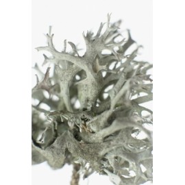Isländische Flechte - Cetraria islandica - 50g gemahlen