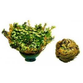 Rose von Jericho - Selaginella lepidophylla - groß