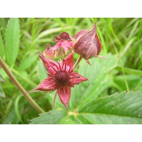 Sumpfgarnelen – Comarum palustre – 50g gehackt