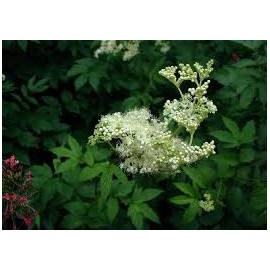 Schafgarbenulme - Filipendula ulmaria - 100g gehackt