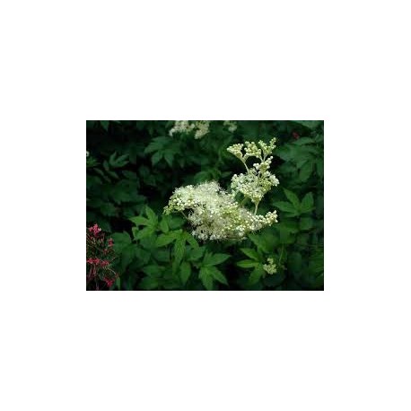 Schafgarbenulme - Filipendula ulmaria - 100g gehackt